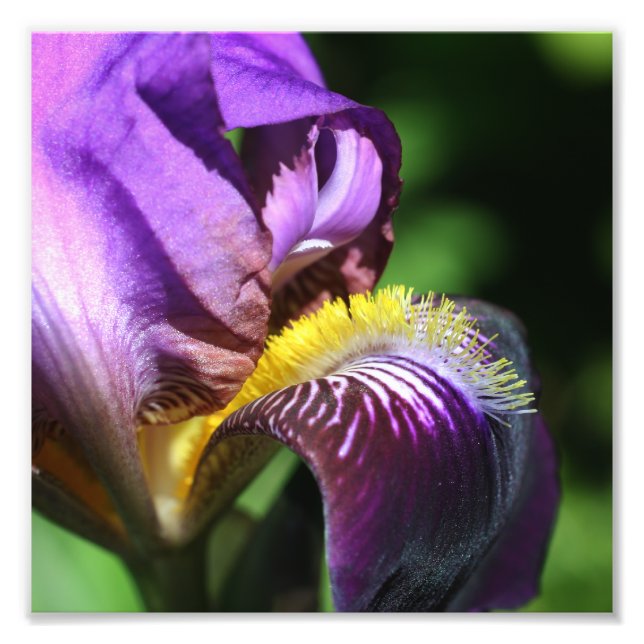 Lila Beared Iris Flower Petal Close Up 8x8 Fototryck (Framsidan)