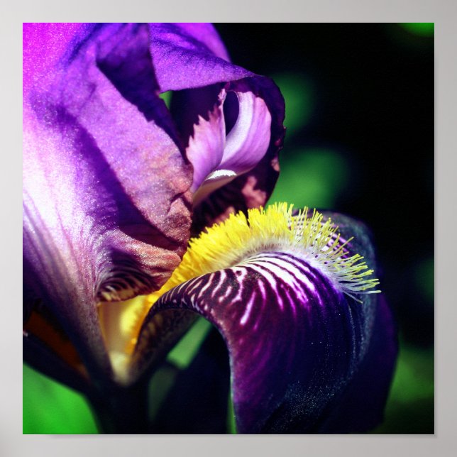 Lila Beared Iris Flower Petal Close Up Poster (Framsidan)