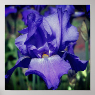 Lila Beared Iris Flower Poster