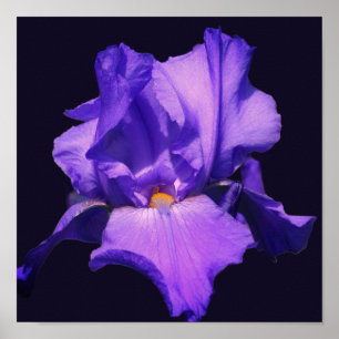 Lila Beared Iris Flower Poster