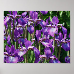 Lila Beared Iris Flowers in Sunlight Poster