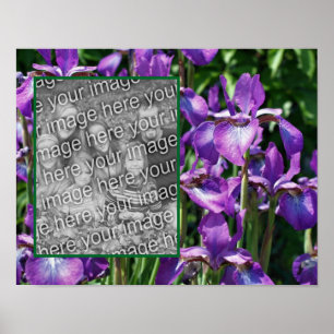 Lila Beared Iris Flowers Ram Lägg till foto Poster