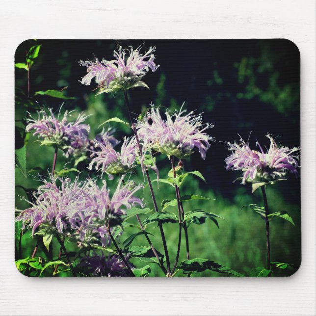 Lila Bee Balm Flowers Musmatta (Framsidan)