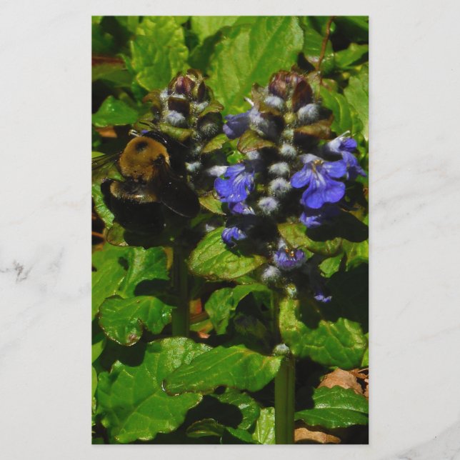 Lila Bee Balm och Humla Brevpapper (Framsida)