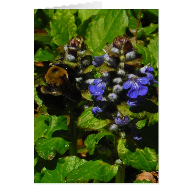 Lila Bee Balm och Humla Hälsningskort (Framsidan)