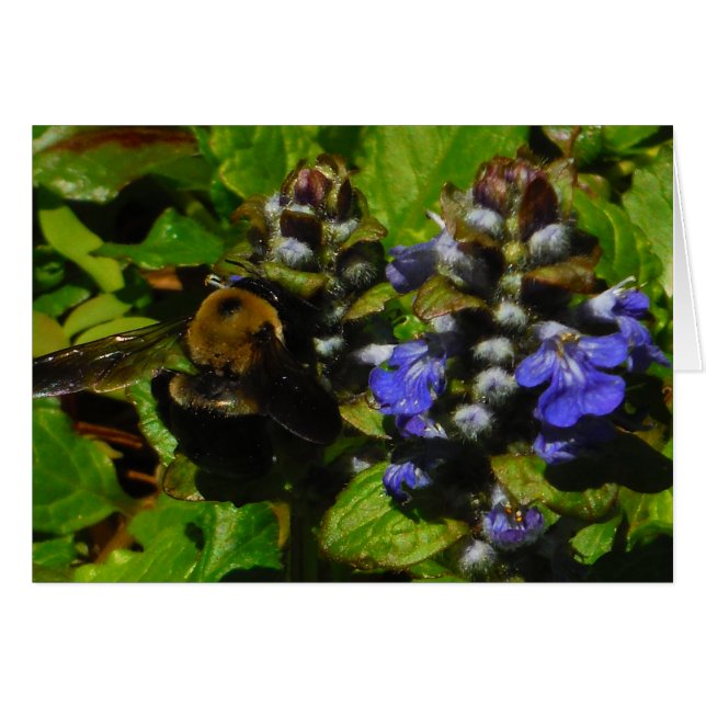Lila Bee Balm och Humla Hälsningskort (Framsidan Horizontal)