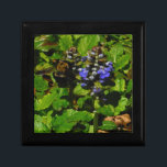 Lila Bee Balm och Humla Smyckeskrin<br><div class="desc">Lila Bee Balm Flower Blommar and gult and black Humla Photo by Sandy Closs taget vid Sjö Arrowhad lila,  ’bi balm’,  blommor,  blommor,  blommigt,  vår,  körsbär,  trädgård,  bröllop,  bröllop, , .</div>