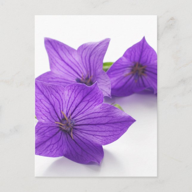 lila bellblomma vykort (Framsida)