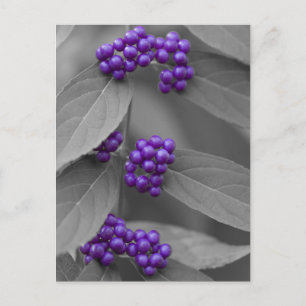 Lila Berries på Black and White Foliage Vykort