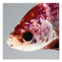 Lila Betta Fish Head