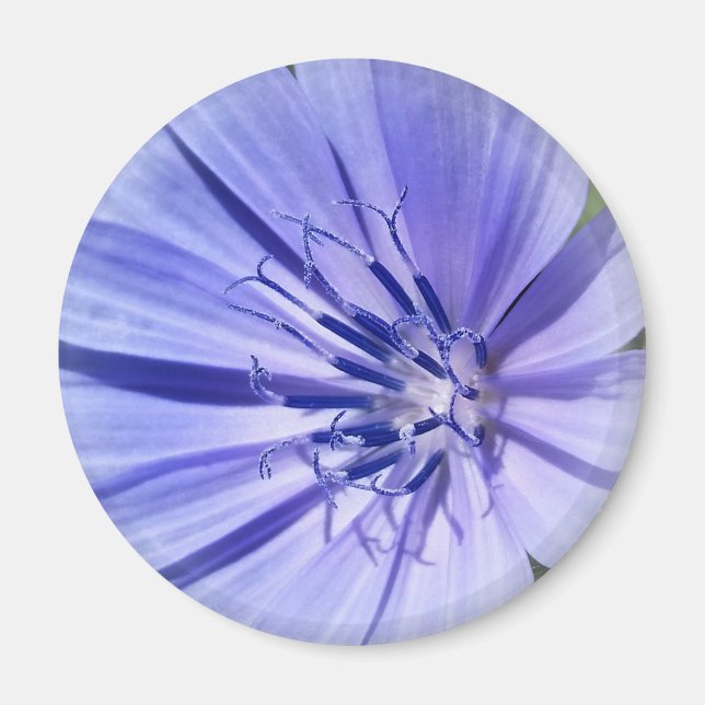 lila blå cikoria magnet (Framsidan)