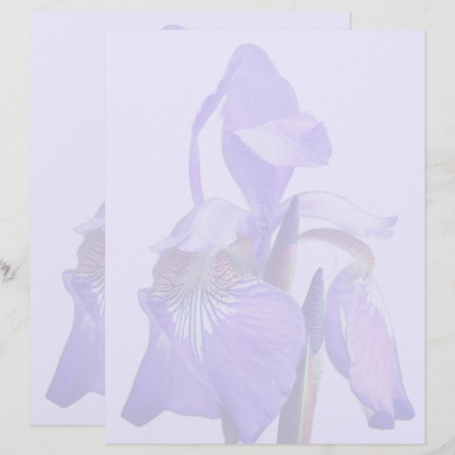 Lila blå flagga Iris blomma Brevhuvud (Fram/baksida)