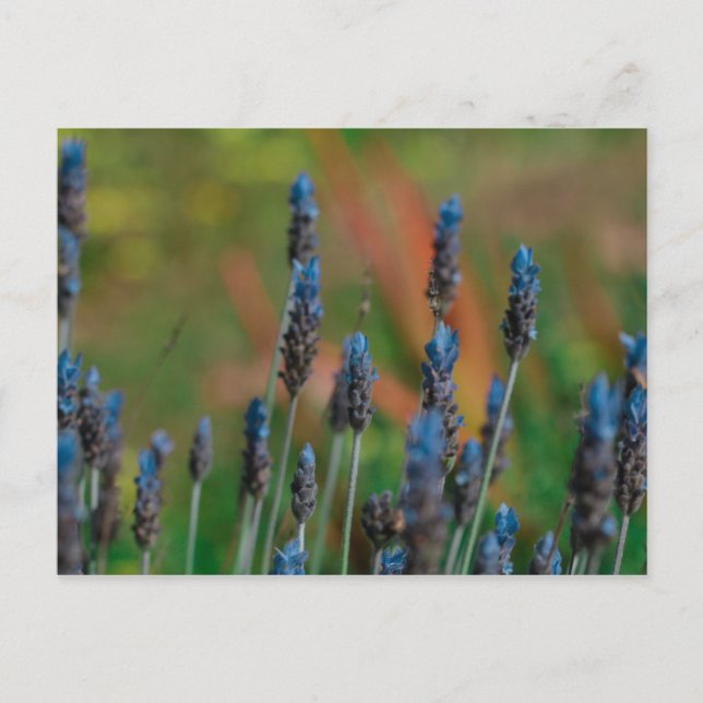 Lila Blå Lavendelblommor Postkort Vykort (Framsida)
