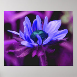 Lila Black Eyed Susan Flower Photo Painting Poster