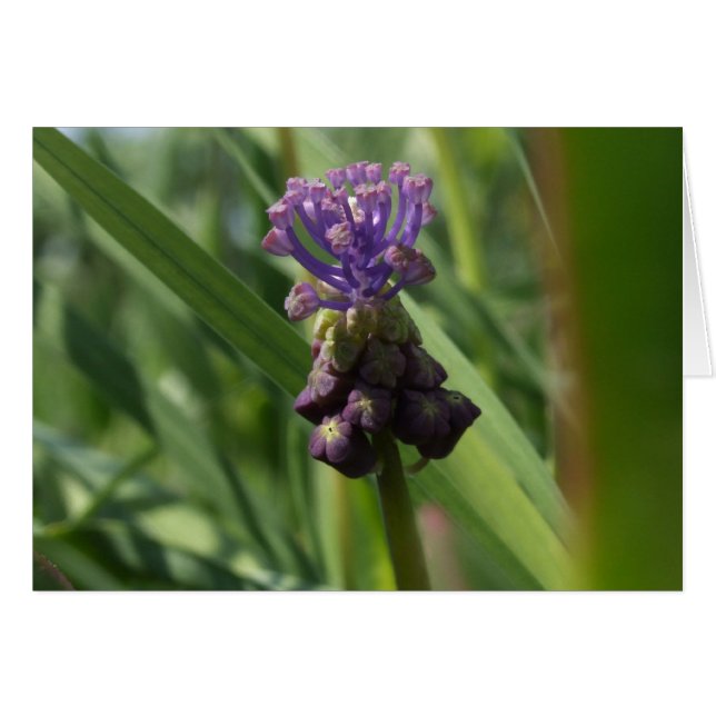 Lila Blomkort Hälsningskort (Framsidan Horizontal)