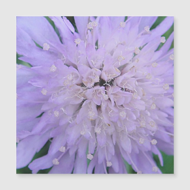 Lila blomma (Framsida)