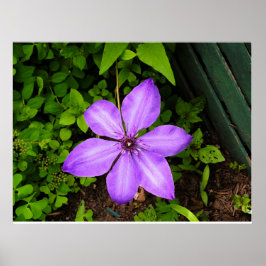 Lila blomma affisch