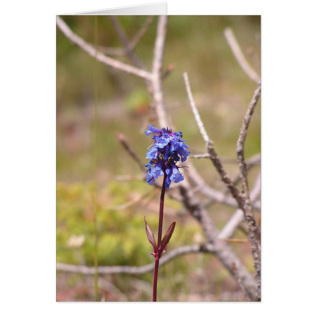 lila blomma hälsningskort (Framsidan)