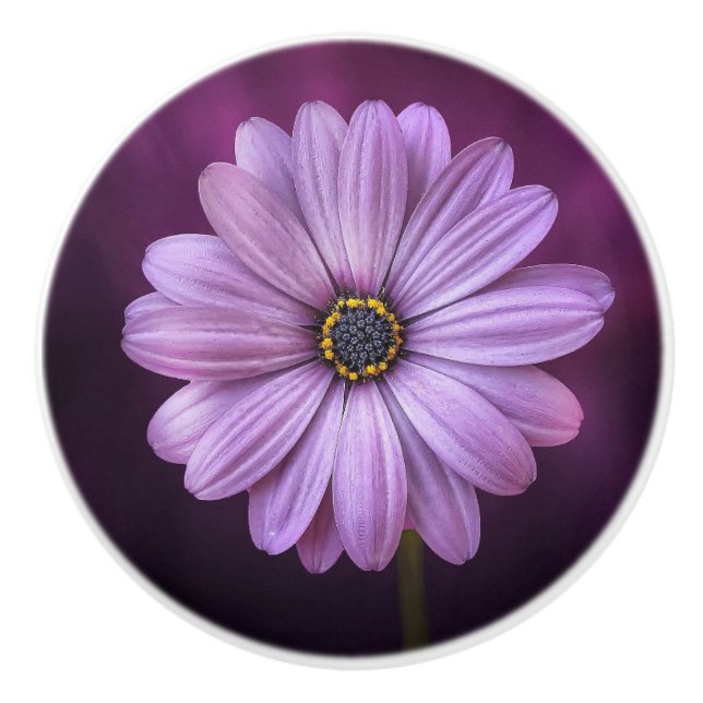 Lila blomma i Bloom Knopp (Framsidan)