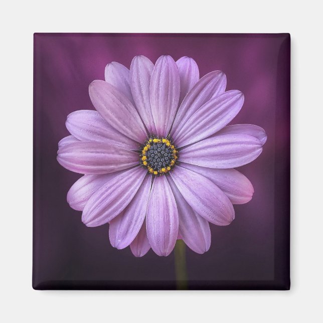 Lila blomma i Bloom Magnet (Framsidan)