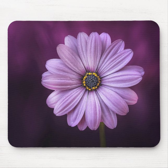 Lila blomma i Bloom Musmatta (Framsidan)