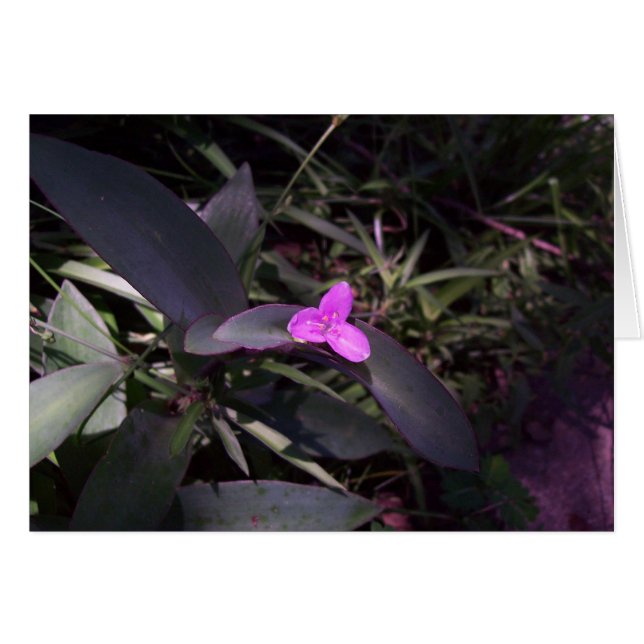 Lila blomma i skugga OBS kort (Framsidan Horizontal)