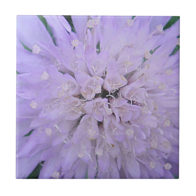 Lila blomma kakelplatta (Framsidan)