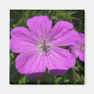 lila blomma magnet