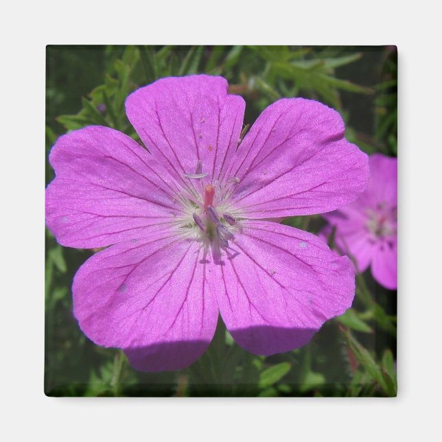 lila blomma magnet (Framsidan)