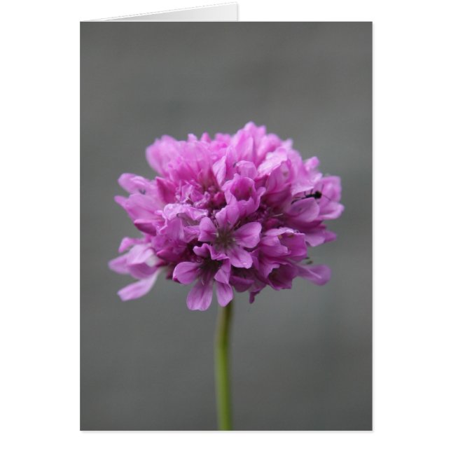 lila blomma med myra hälsningskort (Framsidan)