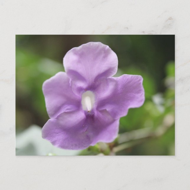 Lila blomma nr 3 vykort (Framsida)