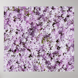 Lila blomma, sommarfriskhetsbakgrund. poster