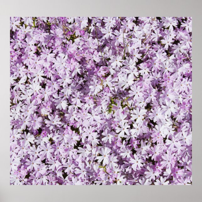 Lila blomma, sommarfriskhetsbakgrund. poster (Framsidan)
