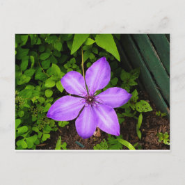 Lila blomma vykort