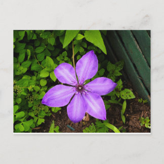 Lila blomma vykort