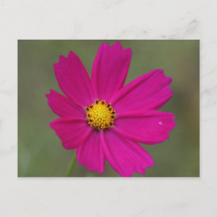 lila blomma vykort