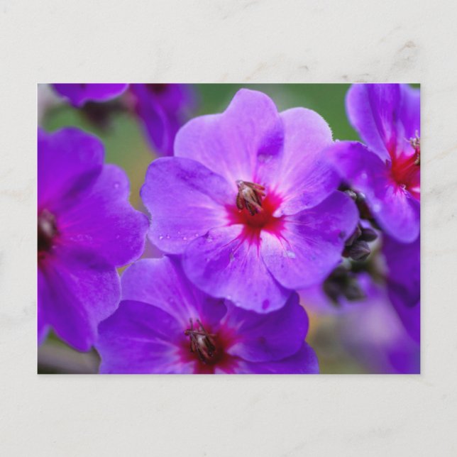 Lila blomma vykort (Framsida)