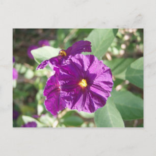 Lila blomma vykort