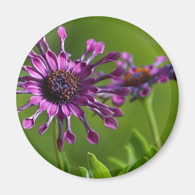 lila blommagnet magnet (Framsidan)