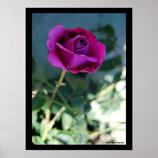 Lila blommande ros poster (Framsidan)