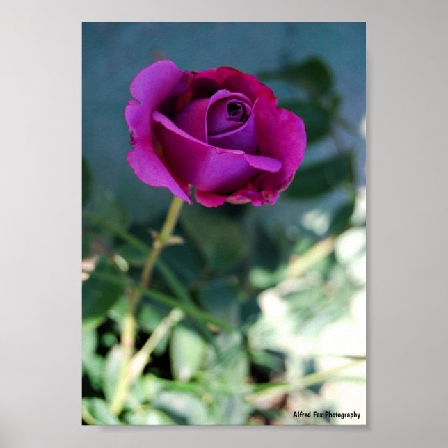 Lila blommande ros poster (Framsidan)