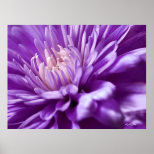 Lila Blommans Abstrakt Poster