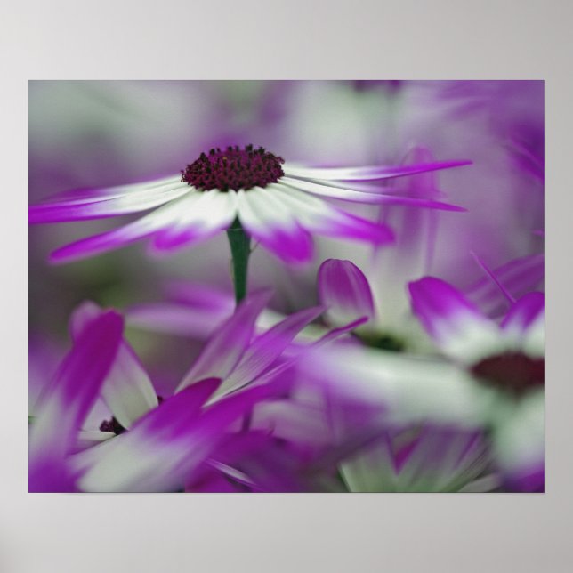 Lila Blommans närhet, Keukenhof Garden Poster (Framsidan)