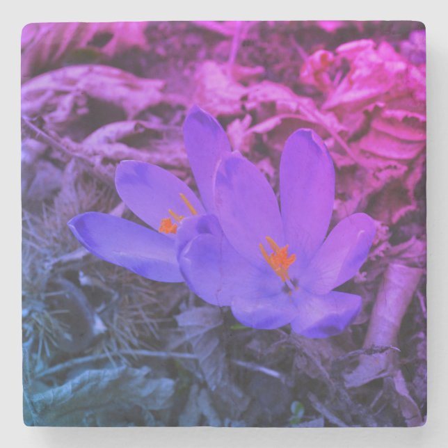 Lila blommar Woodland Crocus Stenunderlägg (Framsidan)