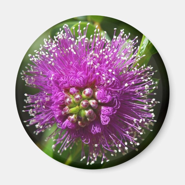 lila blommig magnet (Framsidan)