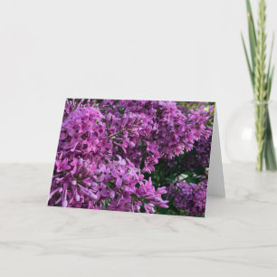 Lila blommigt fotot lila lilacs kort