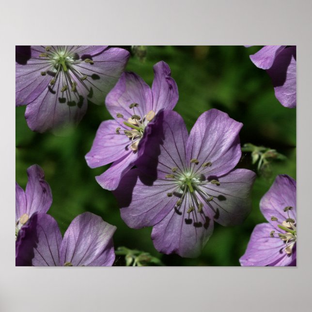 Lila blommor Abstrakt Natur Poster (Framsidan)