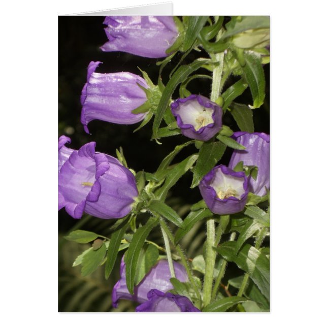 Lila blommor av Giverny Hälsningskort (Framsidan)