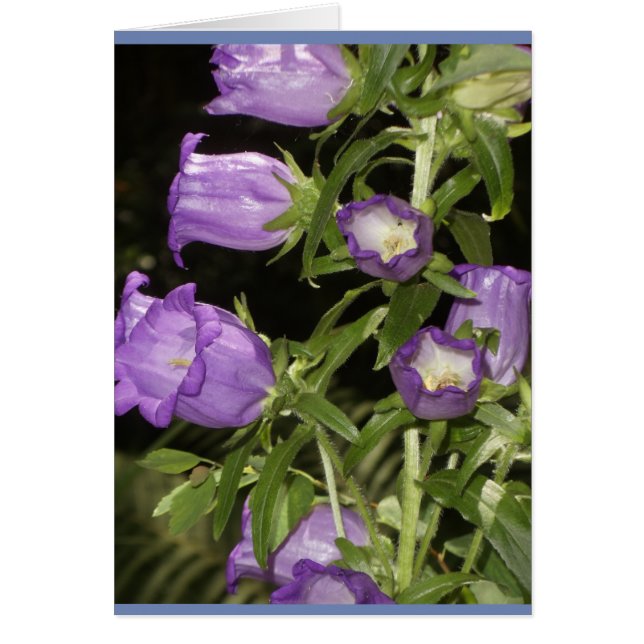 Lila blommor av Giverny Hälsningskort (Framsidan)