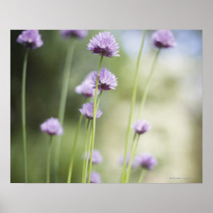Lila blommor av trädgårdsodling poster